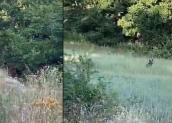 Χαριτωμένο αρκουδάκι έκανε την εμφάνιση του στο δρόμο προς τη Βλάστη (βίντεο)