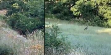 Χαριτωμένο αρκουδάκι έκανε την εμφάνιση του στο δρόμο προς τη Βλάστη (βίντεο)