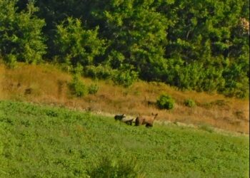 Γρεβενά: Πρωινή βόλτα αρκούδας με τα μικρά της στα ημιορεινά (βίντεο)