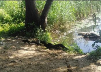 Εξαμελής οικογένεια μινκ στη λίμνη της Καστοριάς -VIDEO