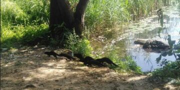 Εξαμελής οικογένεια μινκ στη λίμνη της Καστοριάς -VIDEO