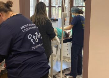 Άλλες 55 μαζικές στειρώσεις αδέσποτων από το Δήμο Κοζάνης- Στόχος οι 1000 μέχρι το τέλος του 2023