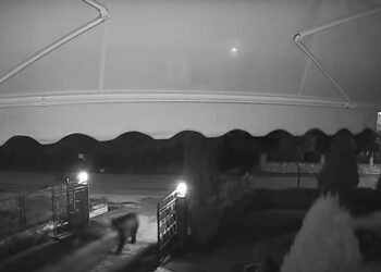 Εμπόριο Εορδαίας: Αρκούδα έκανε νυχτερινή επίσκεψη σε σπίτι (βίντεο)