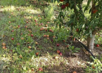 Αγροτικός Σύλλογος Βελβεντού: Ανοιχτή συζήτηση για την αναγγελία ζημιών λόγω ανεμοθύελλας