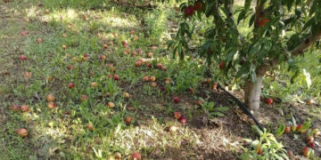 Αγροτικός Σύλλογος Βελβεντού: Ανοιχτή συζήτηση για την αναγγελία ζημιών λόγω ανεμοθύελλας