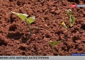 Γρεβενά: Σμήνη από ακρίδες κατέστρεψαν μεγάλες εκτάσεις καλλιεργειών με οπωροκηπευτικά