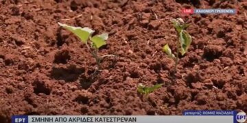 Γρεβενά: Σμήνη από ακρίδες κατέστρεψαν μεγάλες εκτάσεις καλλιεργειών με οπωροκηπευτικά