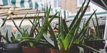 Και η αλόη στη λίστα του ΠΟΥ με καρκινογόνες ουσίες