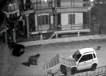Καστοριά: Αρκούδα έκοβε βόλτες σε κεντρικό δρόμο του οικισμού της Τσάκωνης