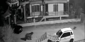 Καστοριά: Αρκούδα έκοβε βόλτες σε κεντρικό δρόμο του οικισμού της Τσάκωνης