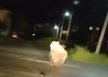 Φλώρινα: Αρκούδα έκοβε βόλτες στην κεντρική πλατεία χωριού (Βίντεο)