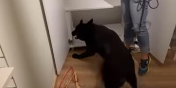 ΕΛ.ΑΣ.- Αθήνα: Έκρυβε σε κρύπτη στη ντουλάπα κοκαΐνη, κάνναβη, φυσίγγια, γεμιστήρες και 600.000 ευρώ – Δείτε το video