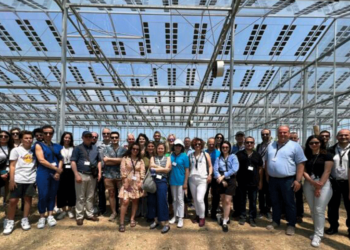 Δύο σοδειές το χρόνο πέτυχε το αμπέλι με τα ημιδιαφανή φωτοβολταϊκά στον αμπελώνα του «Τσάνταλη»