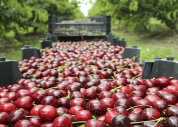 Εορδαία: Καλές τιμές για τα όψιμα κεράσια – Μειωμένη η παραγωγή