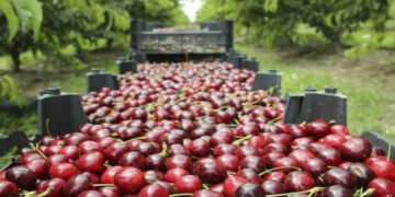 Εορδαία: Καλές τιμές για τα όψιμα κεράσια – Μειωμένη η παραγωγή