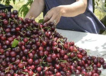 Επιλέγουν την Ιταλία για να δουλέψουν ως εργάτες γης