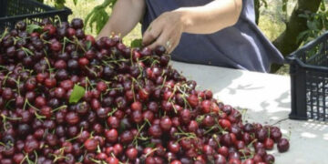 Επιλέγουν την Ιταλία για να δουλέψουν ως εργάτες γης