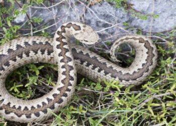 Τι πρέπει να κάνουμε αν μας δαγκώσει φίδι – Οδηγίες για πρώτες βοήθειες