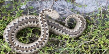 Τι πρέπει να κάνουμε αν μας δαγκώσει φίδι – Οδηγίες για πρώτες βοήθειες