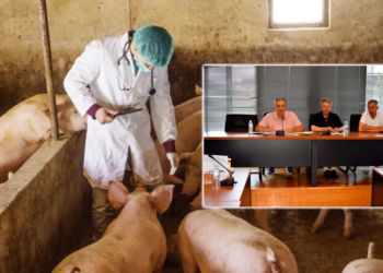 Φλώρινα: Έκτακτη σύσκεψη για το ζήτημα της αφρικανικής πανώλης των χοίρων - Σε εγρήγορση οι Κτηνιατρικές Υπηρεσίες και οι φορείς