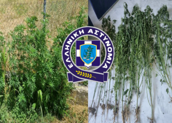 Γρεβενά: Συνελήφθη 63χρονος - είχε μέσα στο στην αυλή του 12 δενδρύλλια κάνναβης