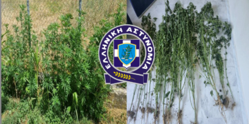 Γρεβενά: Συνελήφθη 63χρονος - είχε μέσα στο στην αυλή του 12 δενδρύλλια κάνναβης