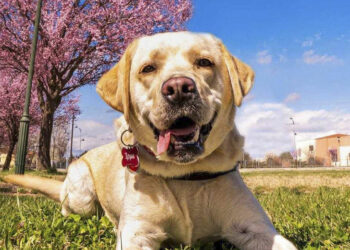 Καταγγελία αναγνώστη στον «Π»: «Άγνωστοι έριξαν φόλες με αποτέλεσμα να χάσω το αγαπημένο μου Λαμπραντόρ»