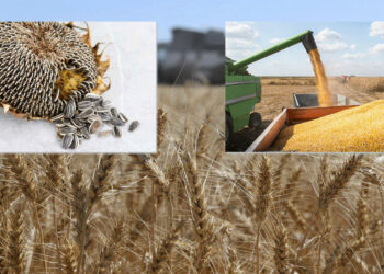 Μεγάλες οι απώλειες στο μέγεθος της παραγωγής σιτηρών στον κάμπο της Εορδαίας