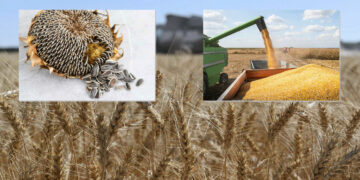 Μεγάλες οι απώλειες στο μέγεθος της παραγωγής σιτηρών στον κάμπο της Εορδαίας