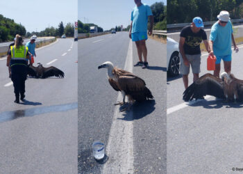 Κρήτη: Εξαντλημένο από τη ζέστη νεαρό όρνιο …προσγειώθηκε στον ΒΟΑΚ – Το βοήθησαν οδηγοί