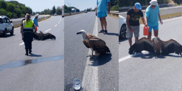Κρήτη: Εξαντλημένο από τη ζέστη νεαρό όρνιο …προσγειώθηκε στον ΒΟΑΚ – Το βοήθησαν οδηγοί