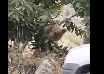 Σιάτιστα: Αρκούδα τρώει κεράσια-VIDEO