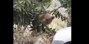 Σιάτιστα: Αρκούδα τρώει κεράσια-VIDEO
