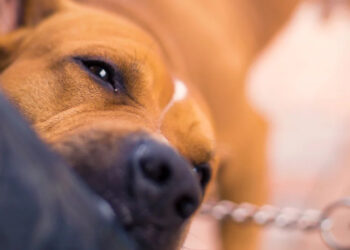 Σοκ στο Βύρωνα: Δύο πίτμπουλ σκότωσαν 60χρονη μέσα στο σπίτι της -Ήταν τα σκυλιά του γιου της