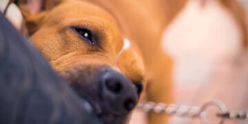 Σοκ στο Βύρωνα: Δύο πίτμπουλ σκότωσαν 60χρονη μέσα στο σπίτι της -Ήταν τα σκυλιά του γιου της