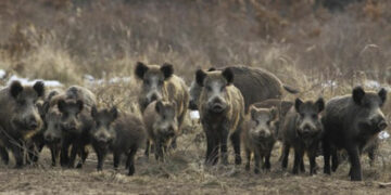 Σπηλιά Εορδαίας: Πρωινή…οικογενειακή βόλτα αγριογούρουνων – Δείτε βίντεο