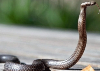 Στο νοσοκομείο 3χρονο παιδί μετά από δάγκωμα φιδιού στα Τρίκαλα