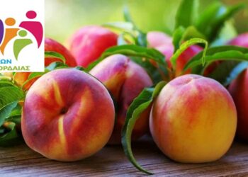 Σύλλογος Πολυτέκνων Εορδαίας: Ξεκινάει η δωρεάν διανομή ροδάκινων – νεκταρινιών