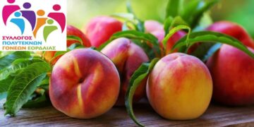 Σύλλογος Πολυτέκνων Εορδαίας: Ξεκινάει η δωρεάν διανομή ροδάκινων – νεκταρινιών