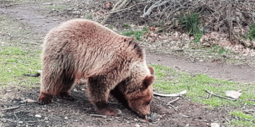 Συνέβη κι αυτό: Αρκούδα μπήκε σε νεκροταφείο και προσπάθησε να ξεθάψει νεκρό στην Ασπροκκλησιά του Άργους Ορεστικού