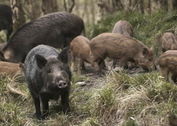 Βασίλης Κοσμίδης(Πρόεδρος Κυνηγών Εορδαίας): «Αυξημένος ο πληθυσμός των αγριόχοιρων στο Βέρμιο»