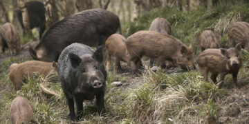 Βασίλης Κοσμίδης(Πρόεδρος Κυνηγών Εορδαίας): «Αυξημένος ο πληθυσμός των αγριόχοιρων στο Βέρμιο»