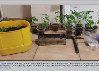 Συνελήφθη 52χρονος  για καλλιέργεια δενδρυλλίων κάνναβης, σε περιοχή της Φλώρινας