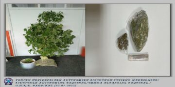 Συνελήφθη 68χρονος σε περιοχή της Φλώρινας που καλλιεργούσε 5 δενδρύλλια κάνναβης και είχε στην κατοχή του 25 περίπου γραμμάρια ακατέργαστης ουσίας