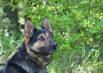 Γεν. Περ. Αστυνομική Δ/νση Δυτ. Μακεδονίας: "Συνταξιοδοτήθηκε" ο Αστυνομικός σκύλος BUMSZLI