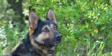 Γεν. Περ. Αστυνομική Δ/νση Δυτ. Μακεδονίας: "Συνταξιοδοτήθηκε" ο Αστυνομικός σκύλος BUMSZLI