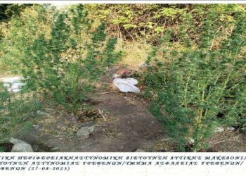 Συνελήφθη 54χρονος για καλλιέργεια 6 δενδρυλλίων κάνναβης, σε περιοχή των Γρεβενών