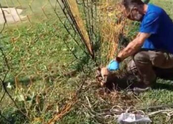 Αλεπουδάκι είχε εγκλωβιστεί στα δίχτυα εστίας ποδοσφαίρου- Απεγκλωβίστηκε με επιτυχία (βίντεο)