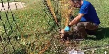 Αλεπουδάκι είχε εγκλωβιστεί στα δίχτυα εστίας ποδοσφαίρου- Απεγκλωβίστηκε με επιτυχία (βίντεο)