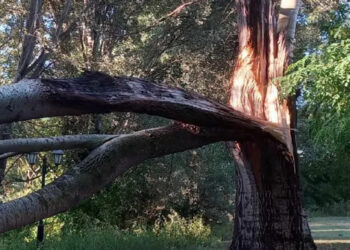 Καστοριά: Πτώση θεόρατων κλαδιών στη Λεωφόρο των Κύκνων (φωτογραφίες – βίντεο)